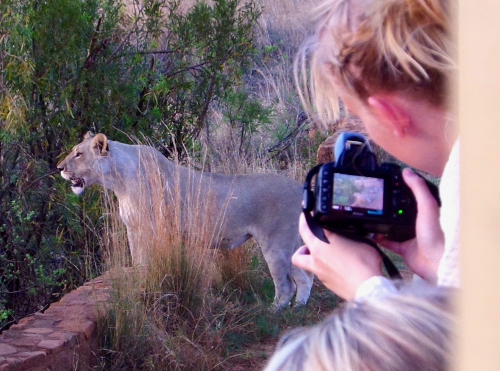 TRV Løve safari 2013.jpg