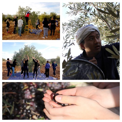 Oliveplukking 1.jpg